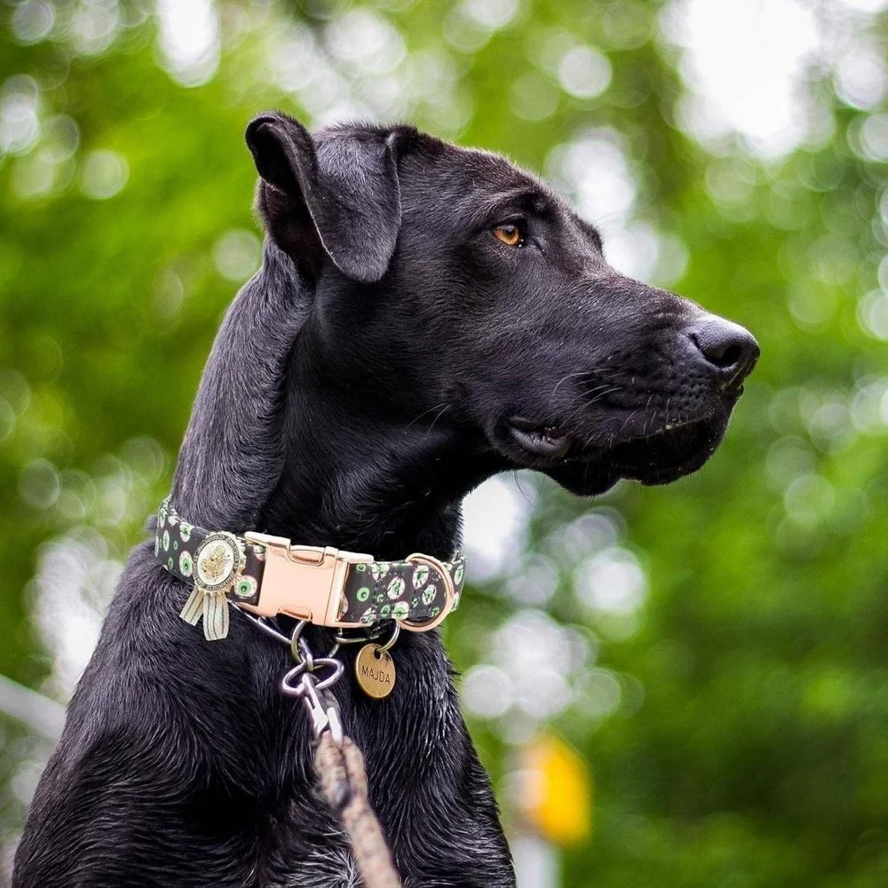 Eyeball Print Dog Collar with Rose Gold Metal Buckle and Removable Badge